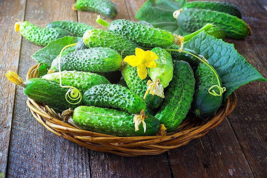 Огурцы не только вкусны, но и очень полезны